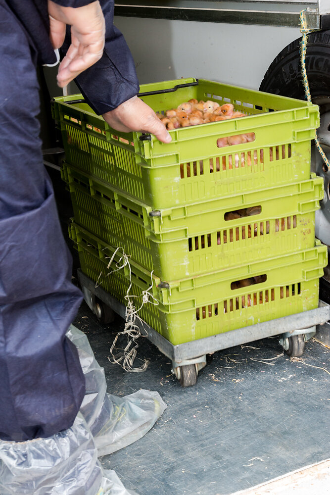 Caisses à poussins