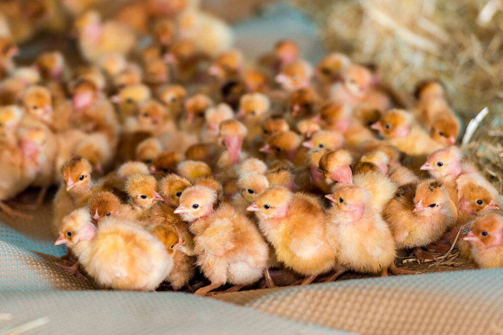 Crèche sur tapis de paille