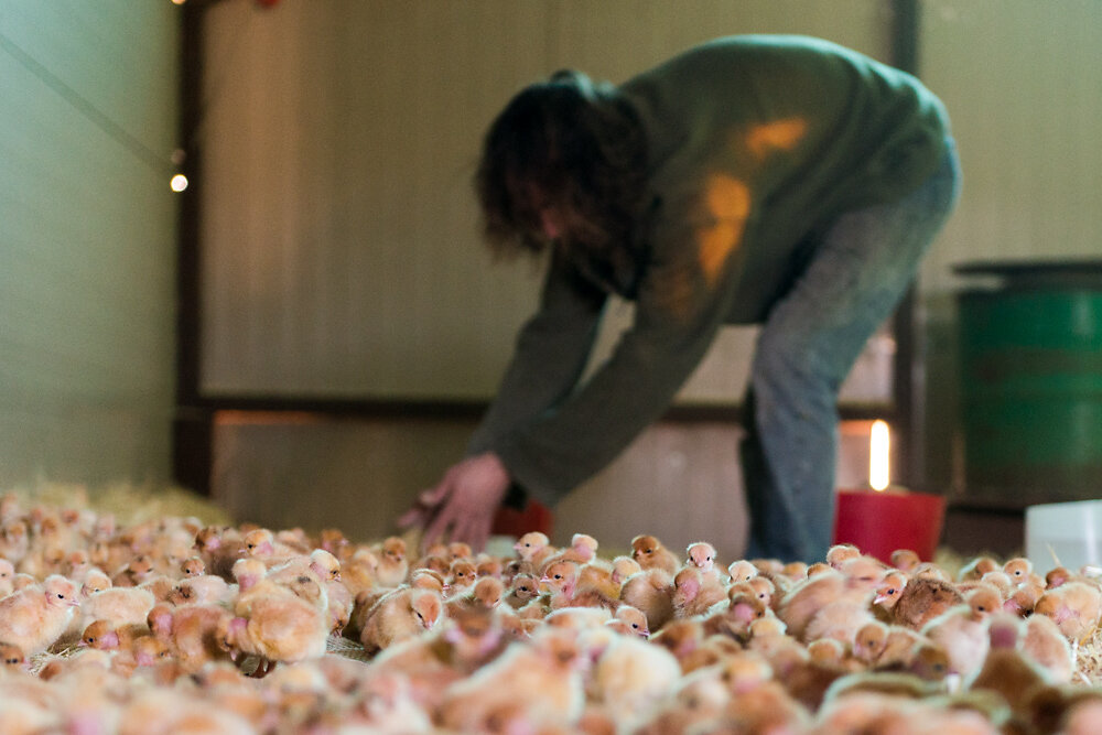 La Mère Poule