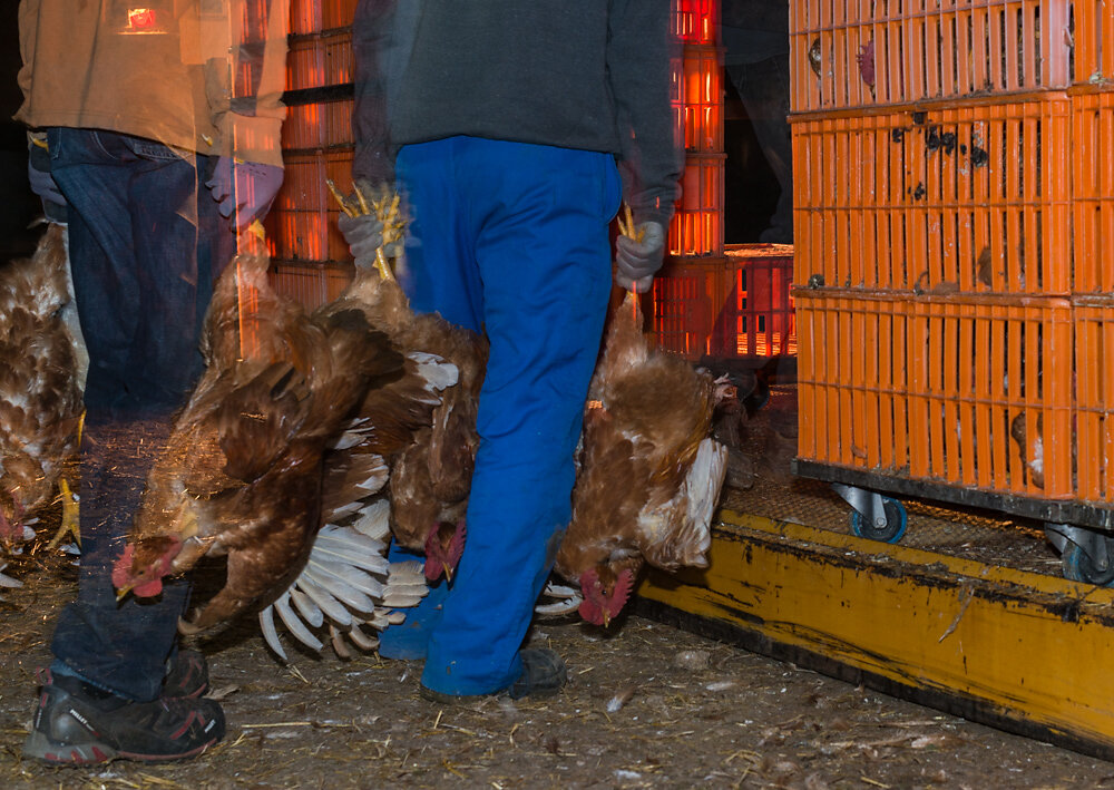 Défilé pattes en l'air