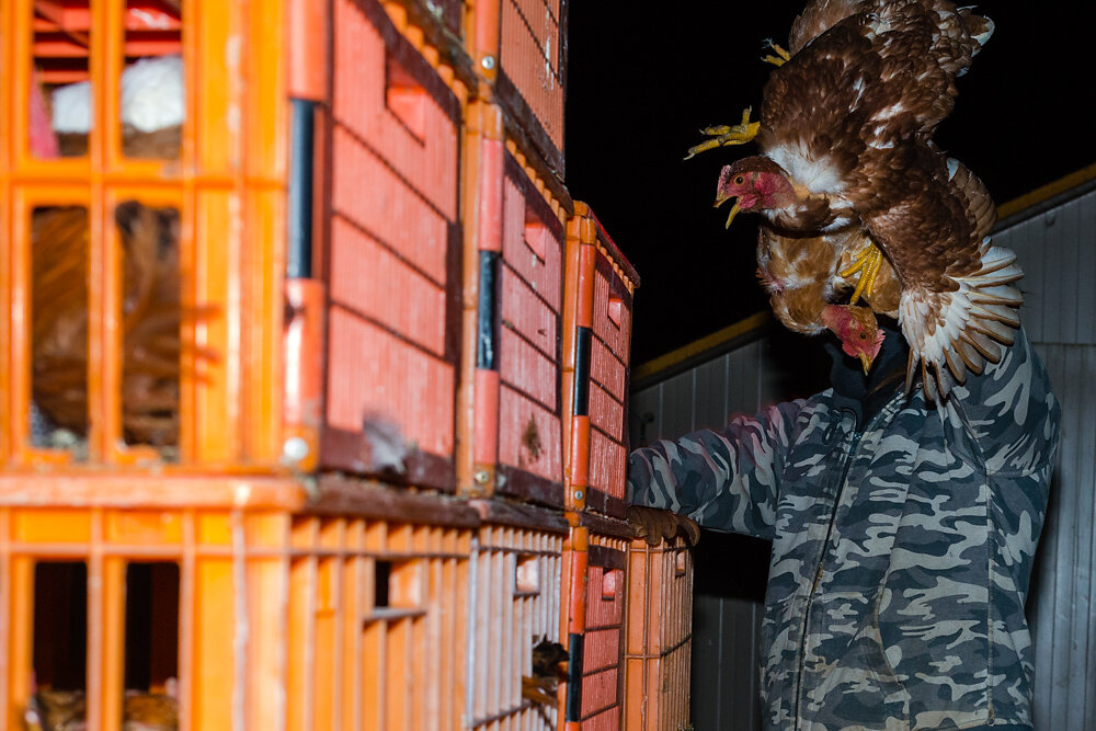 l'Homme à têtes 2 poulets