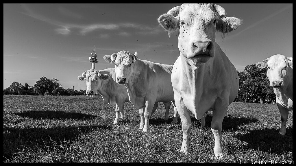 Des vaches et des antennes