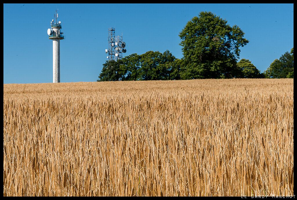 de l'orge et des ondes