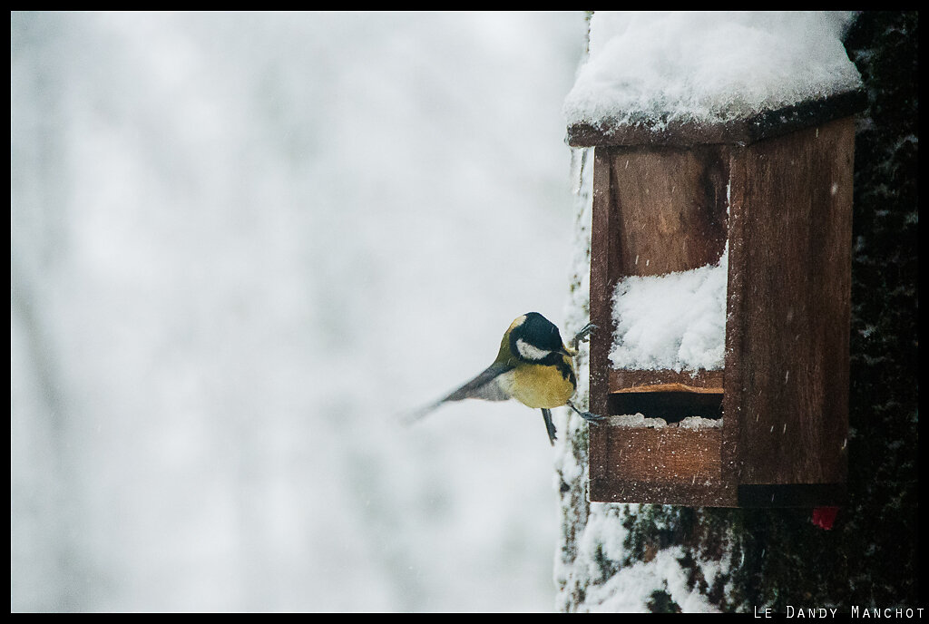 Mésange hivernale