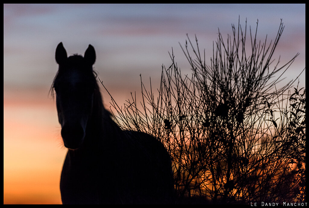 Oreilles d'un soir