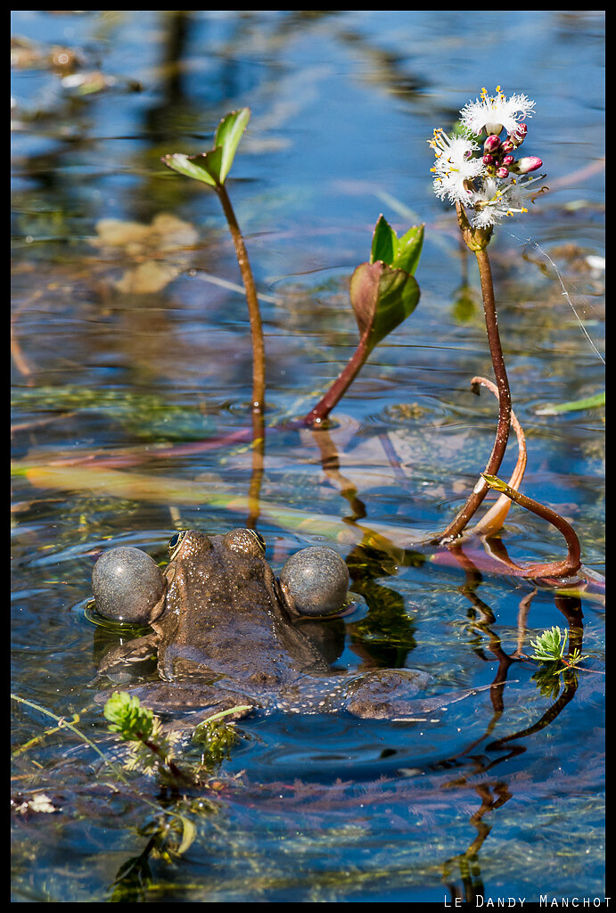 Le chant des grenouilles