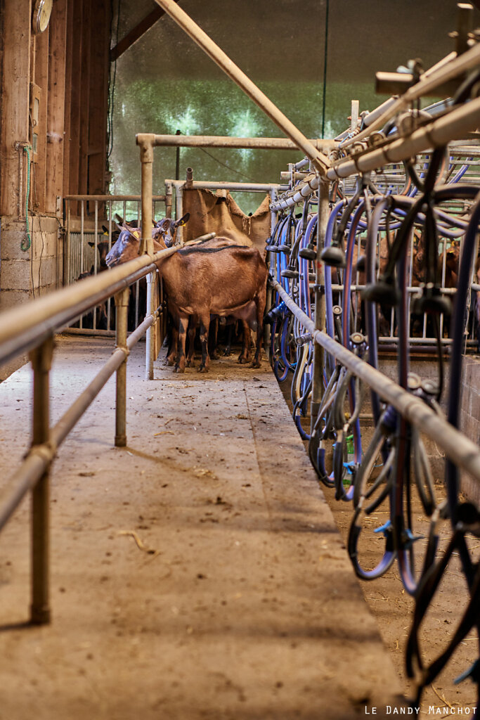 Éleveurs de chèvres et producteurs de lait