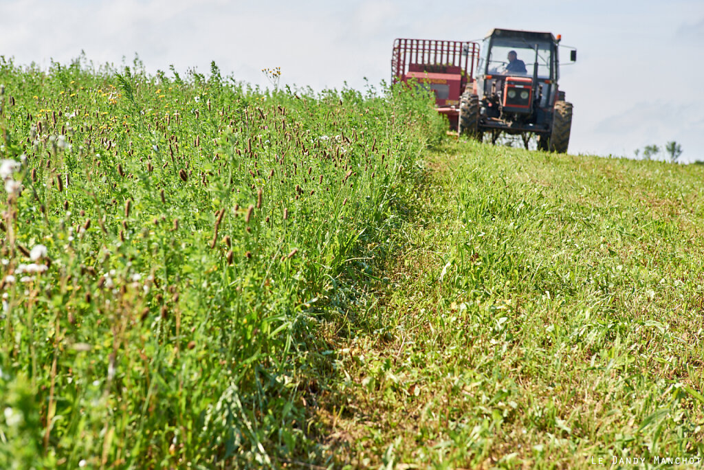 Coupe_Herbe-Chevres_Lavaurette