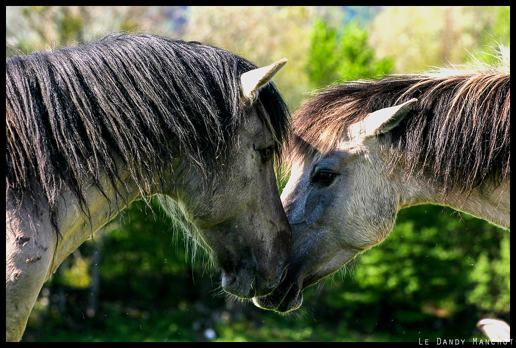 Equus Caballus