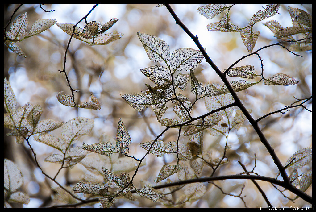 Feuilles Sèches