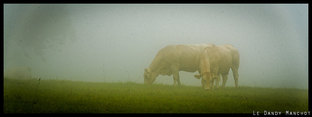 Vaches brumeuses