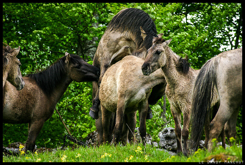 KonikPolska_Naturellement