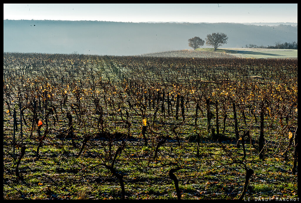 Les gardiens des vignes