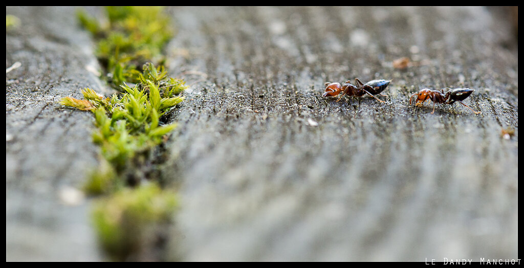 Fourmis-Terrasse