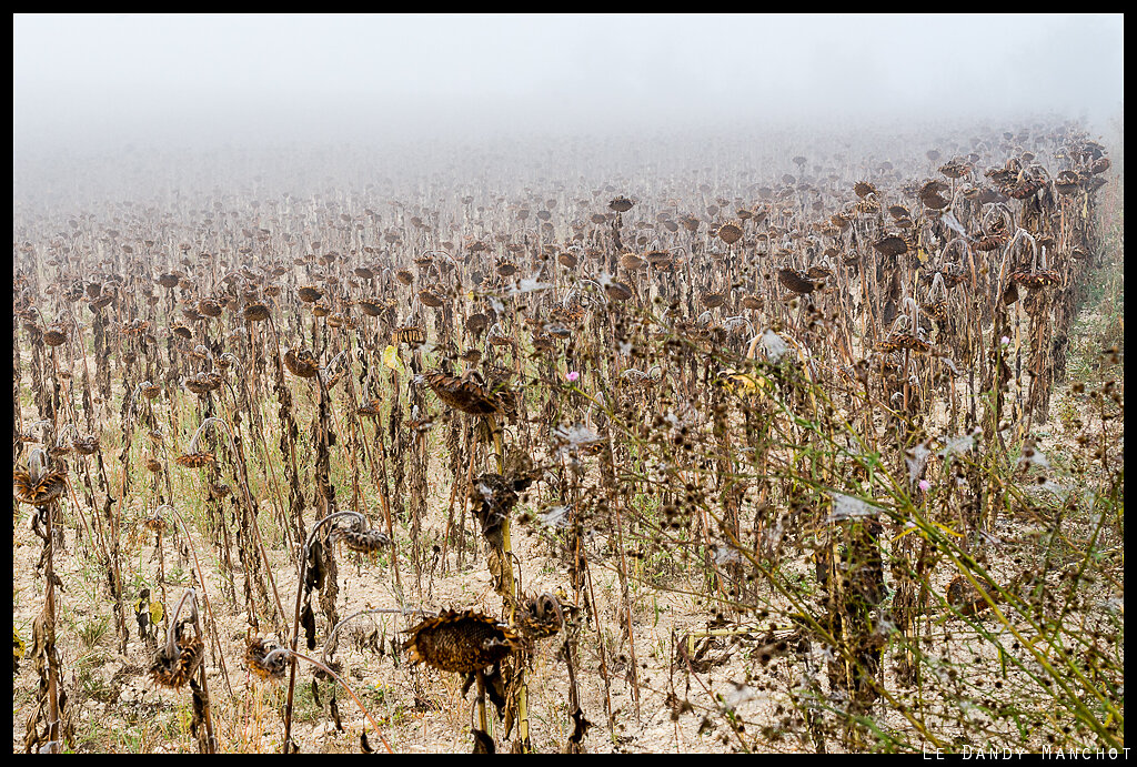 Tournesols