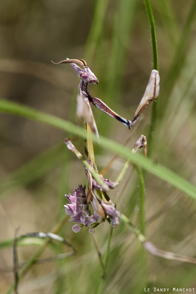 Empusa pennata mâle