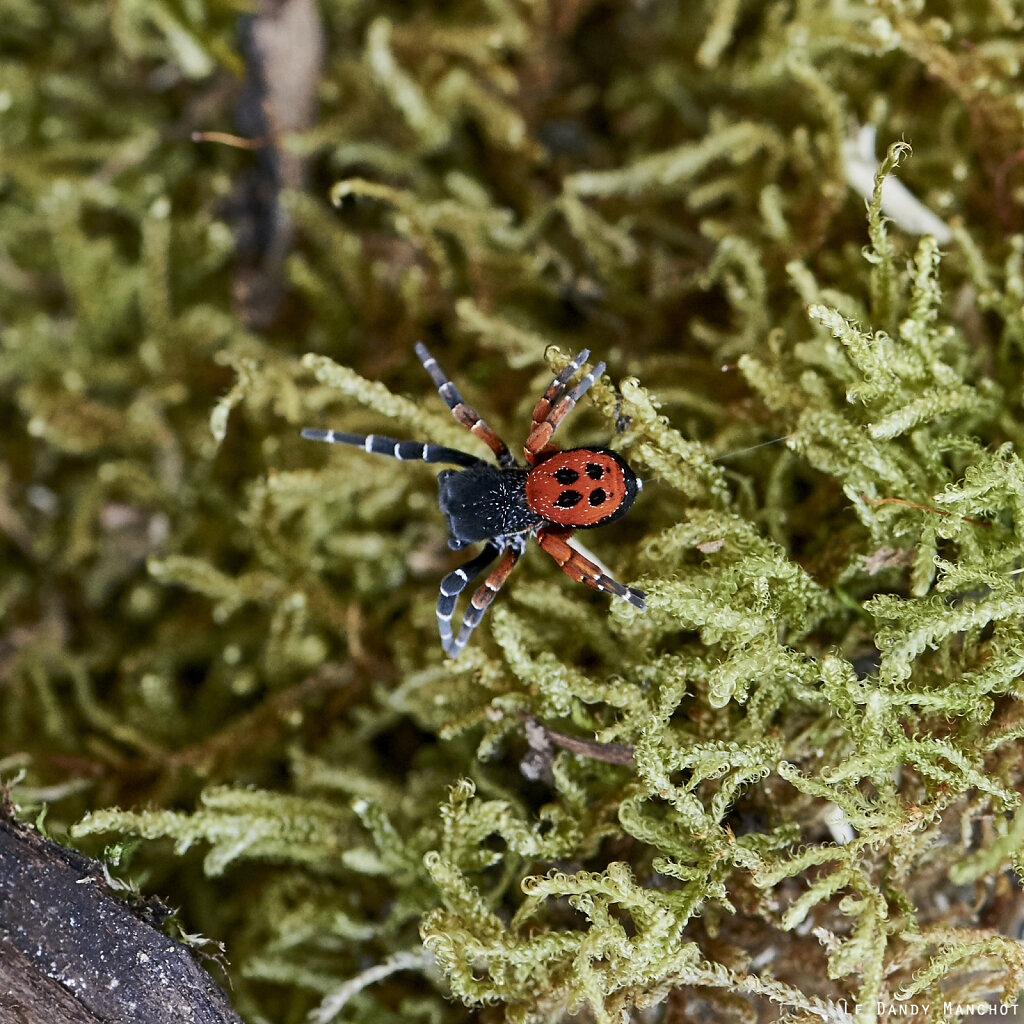 Rouge Arraignée